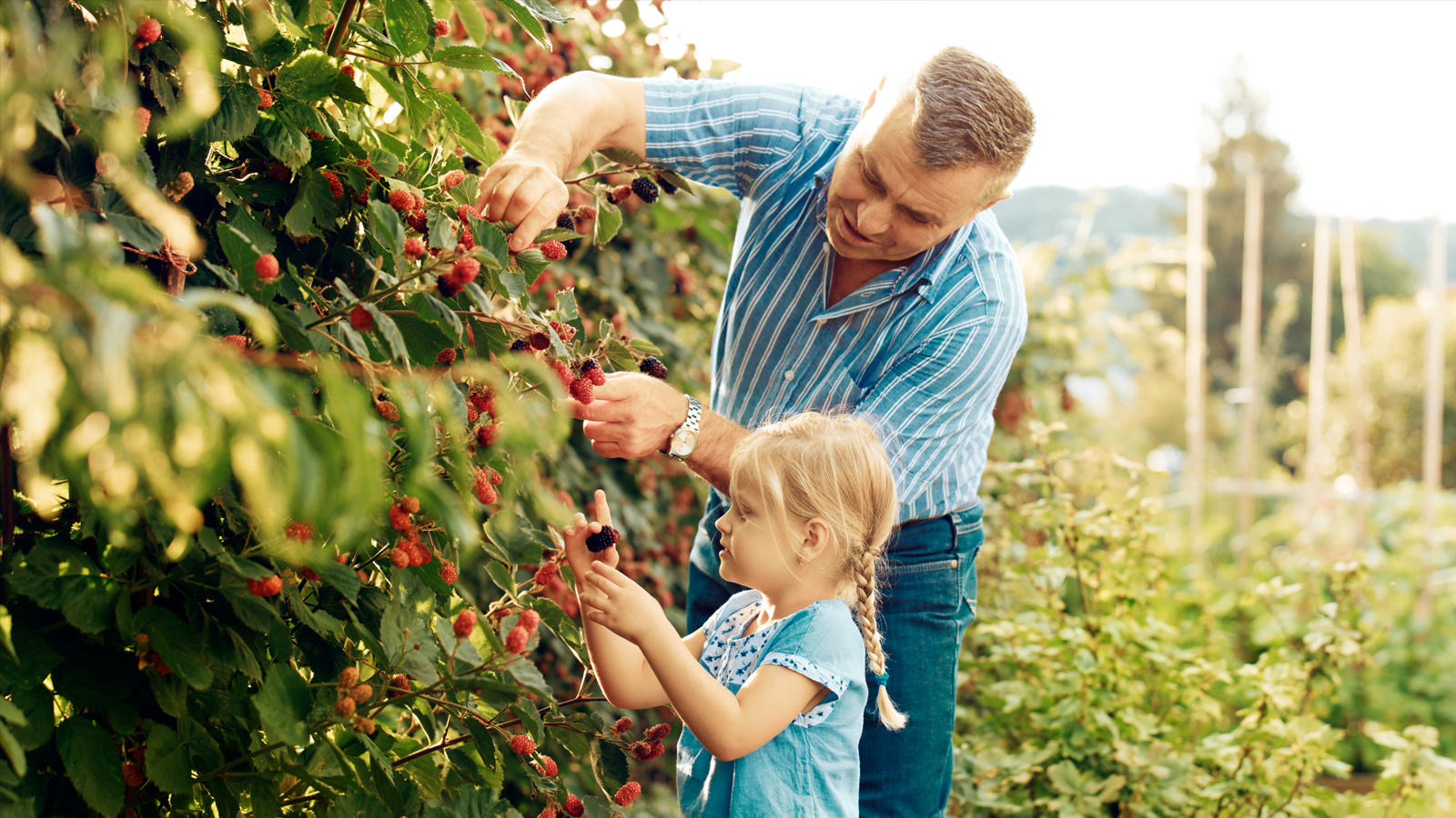 Go Berry Picking